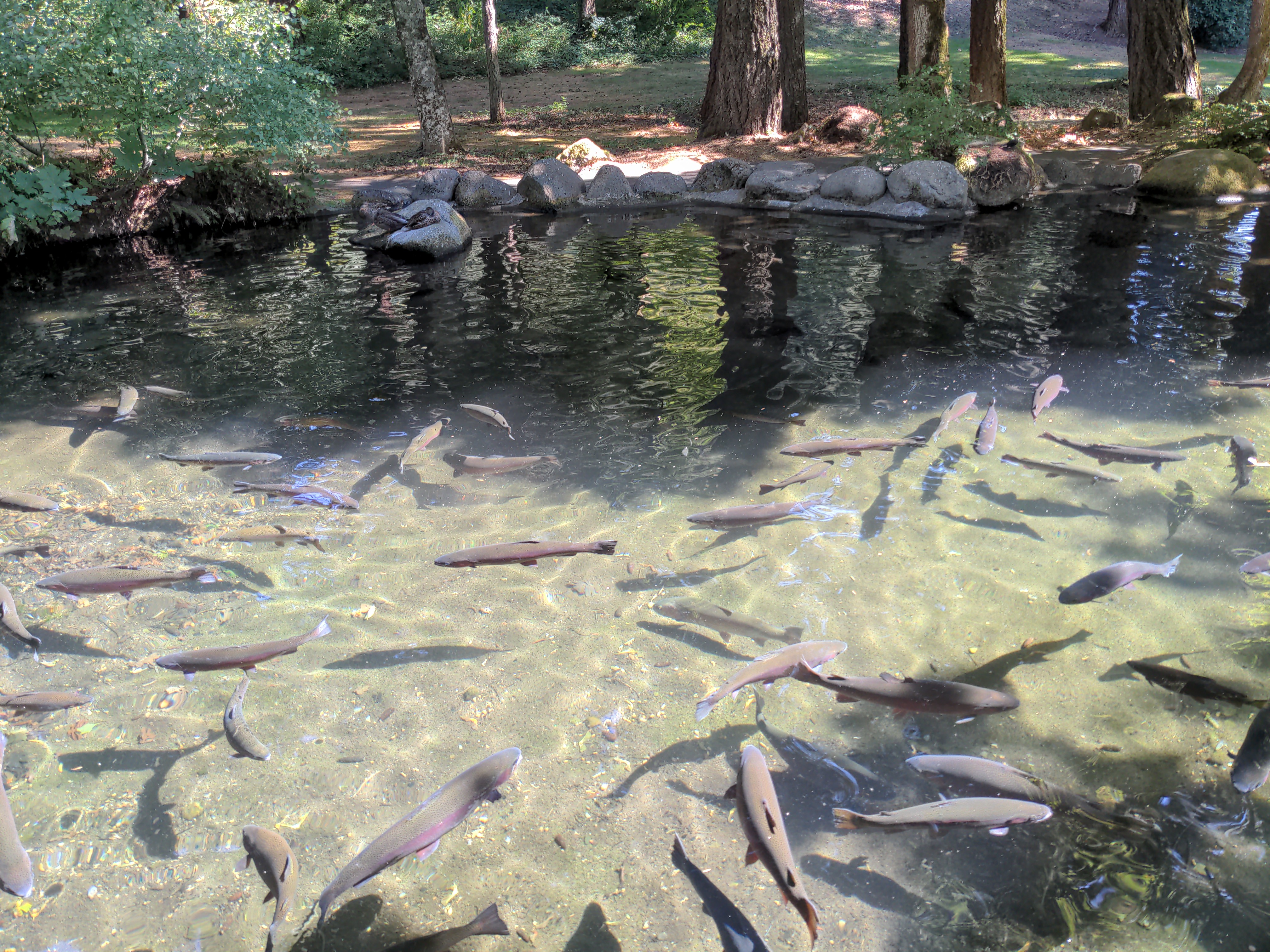 Bonneville Hatchery